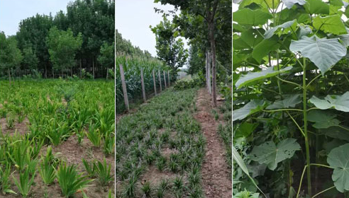 如何確定河南白蠟苗的施肥量？