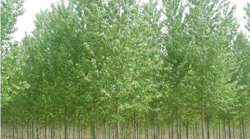 種植河南白蠟苗的養(yǎng)護(hù)方法你了解多少？